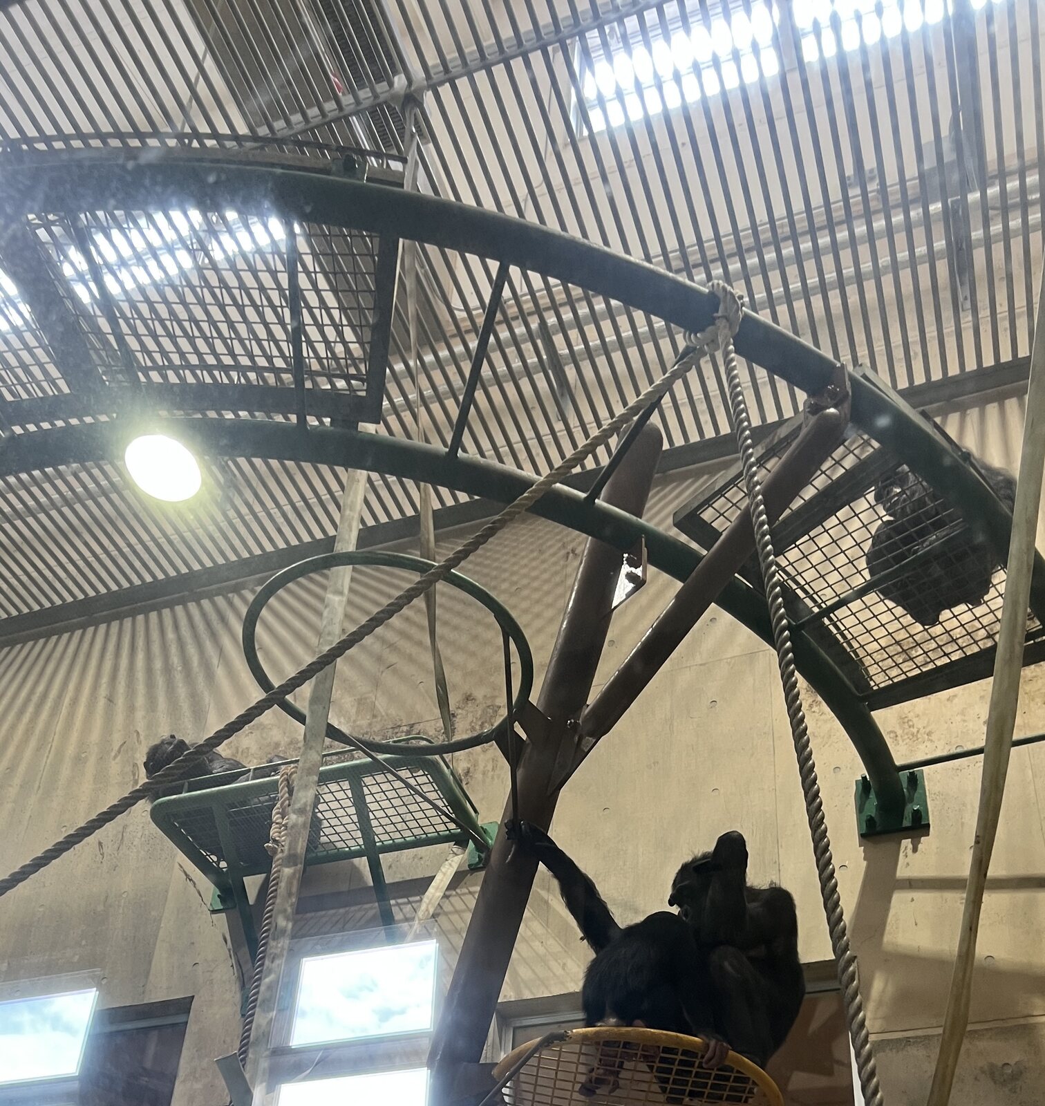 黑猩猩坐在高處的吊籃與鋼構平台上，四周是繩索、鐵環與天窗；館舍向上發展，遊客必須抬頭。