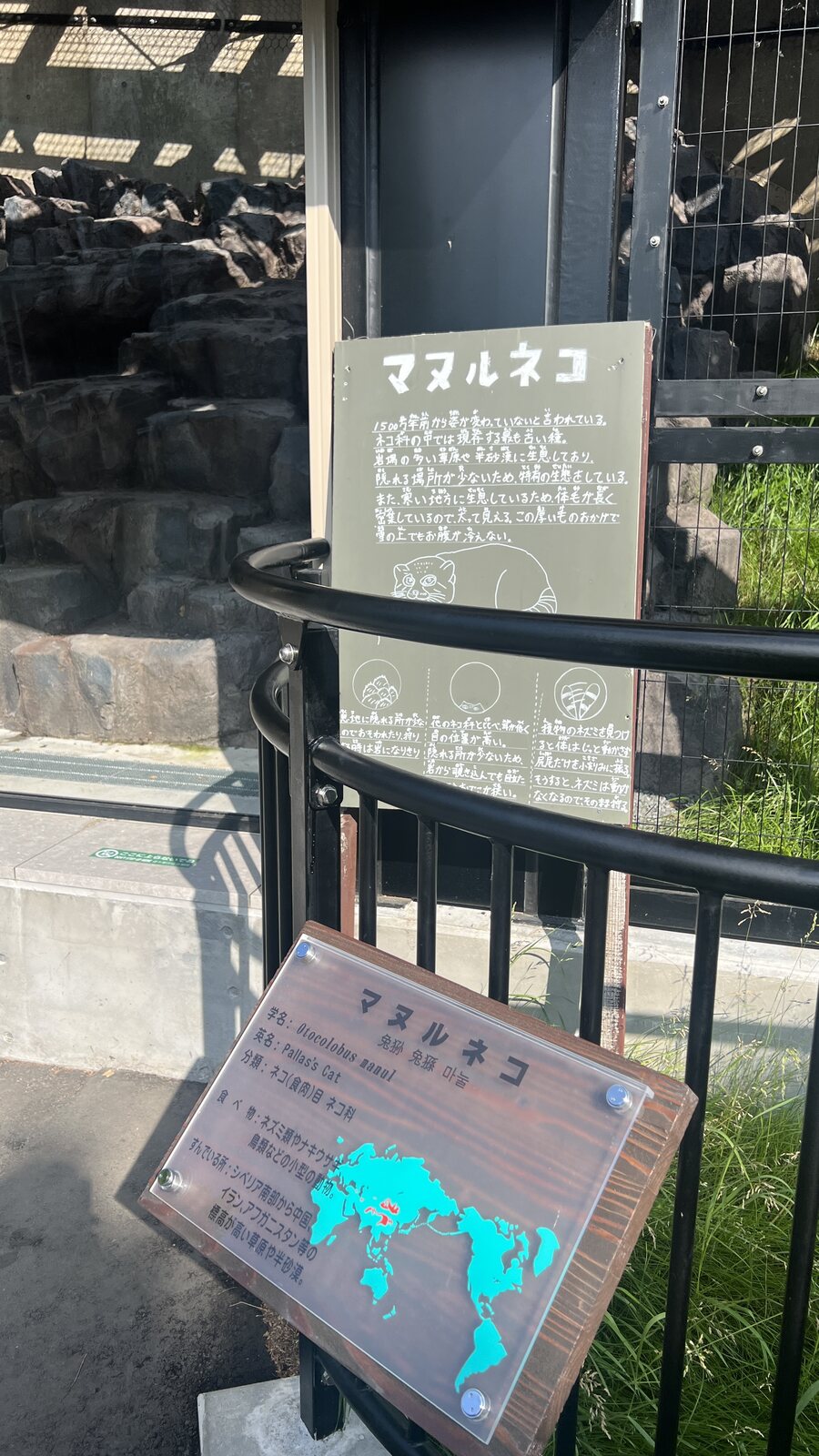 兔猻展區前的手寫黑板解說，畫了插圖，說明他的習性與行為。