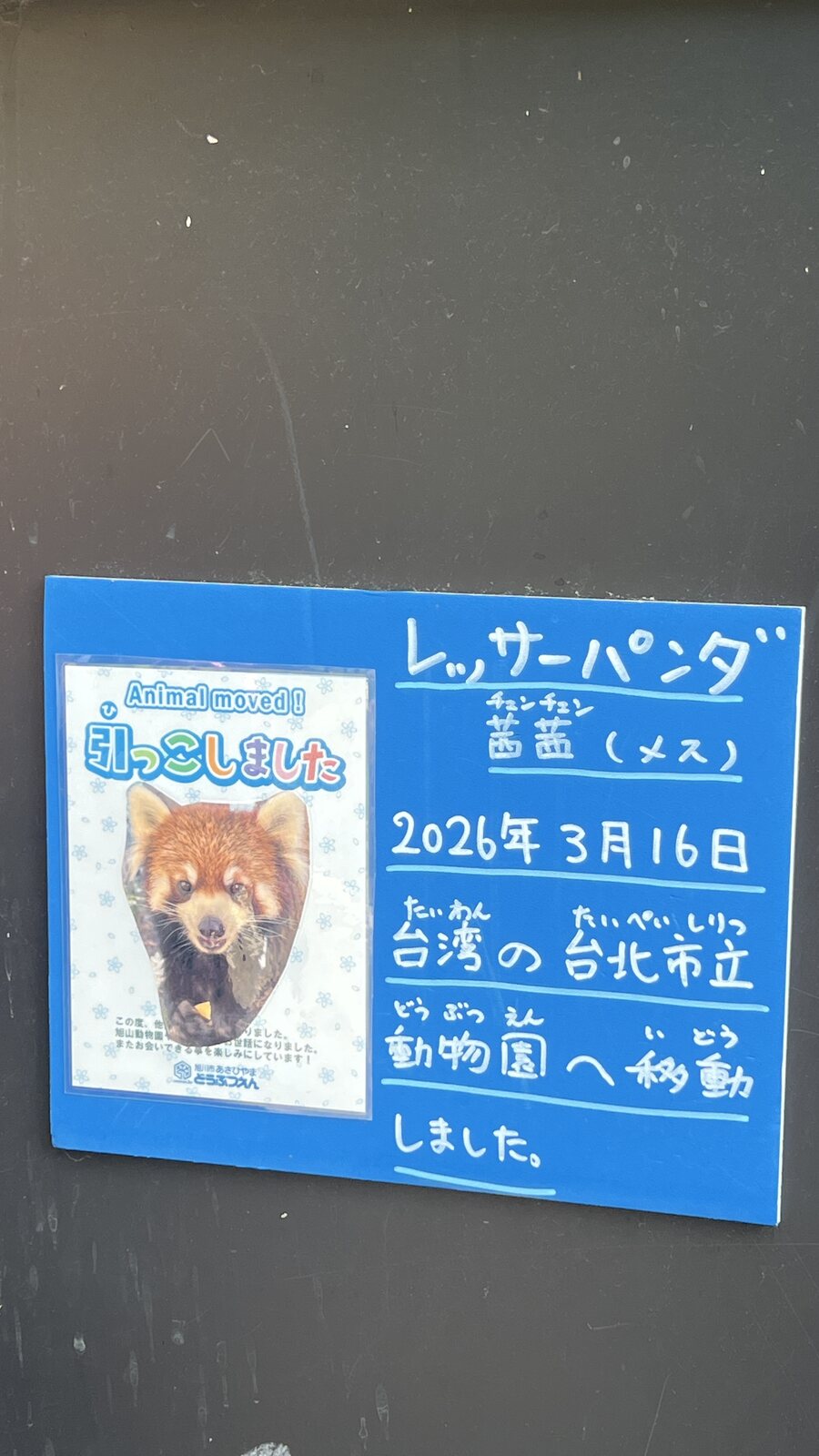 小熊貓欄舍前的藍色手寫告示，說明小熊貓「茜茜」已移居台灣的台北市立動物園，旁附一張寫著「Animal moved! 引っこしました」的海報。
