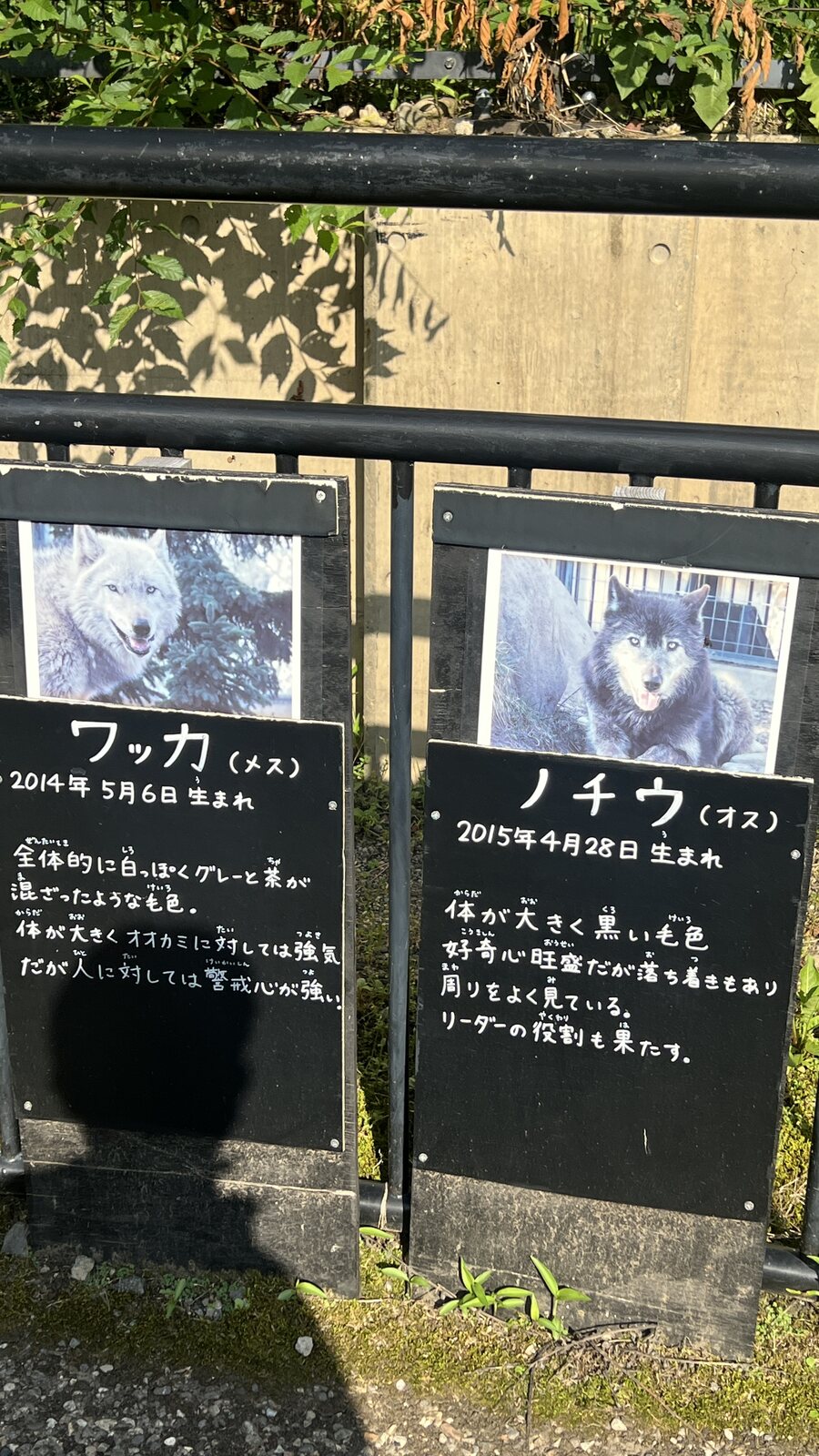 狼欄舍前的兩塊手寫解說牌，寫著園內兩隻狼的名字、出生年月與各自的性格。