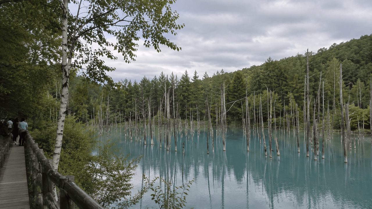 白金青池旅行地點照片