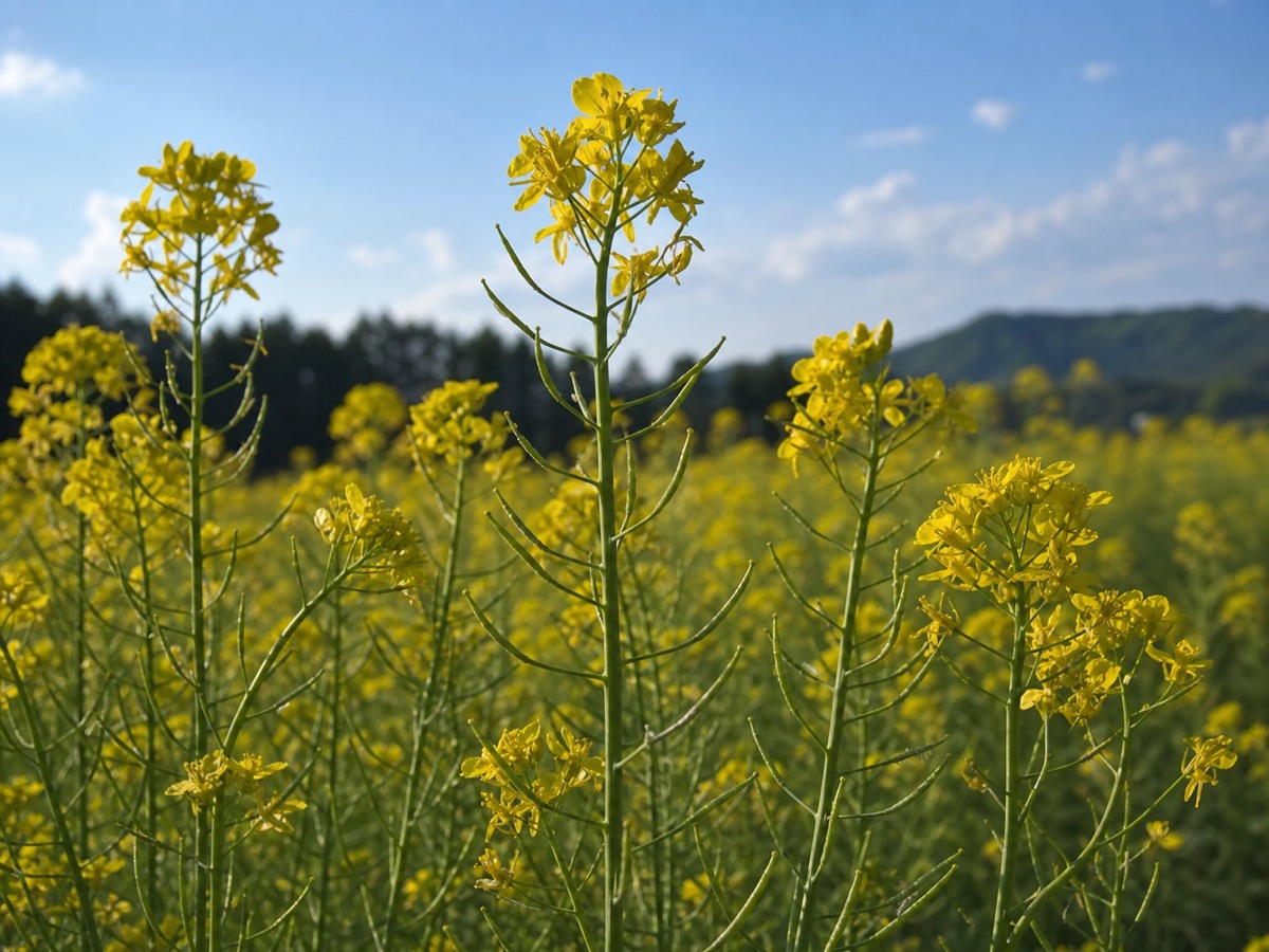富良野六花亭油菜花近景、綠色花莖與夏日光線的生成式編輯示意圖。